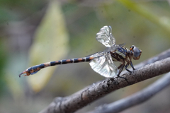 Paragomphus cognatus