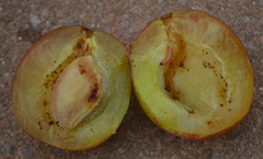 Grapholita funebrana