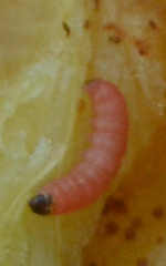 Grapholita funebrana