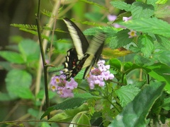 Heraclides hectorides