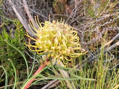 Leucospermum lineare