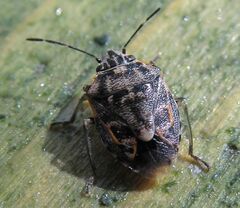 Holcogaster fibulata