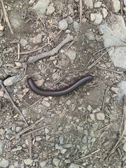 Narceus americanus