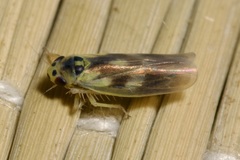 Macrosteles variatus