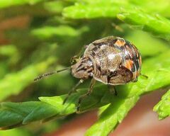 Holcogaster fibulata