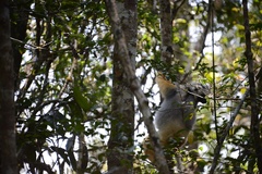 Propithecus diadema