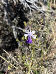 Trichostema arizonicum