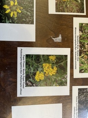 Psilostrophe tagetina