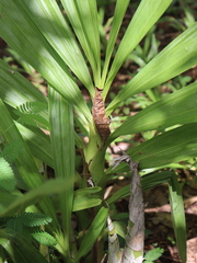 Cyrtopodium macrobulbon