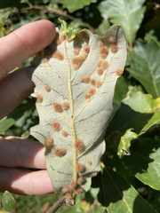 Neuroterus floccosus