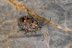 Holcogaster fibulata
