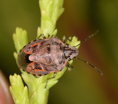 Holcogaster fibulata