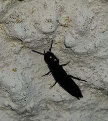 Staphylinini