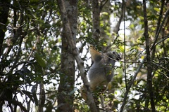 Propithecus diadema