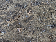 Vulpes vulpes arabica