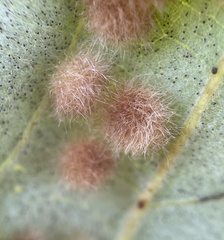 Neuroterus floccosus