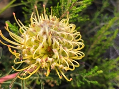 Leucospermum lineare