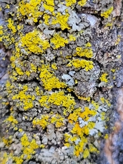 Candelaria concolor