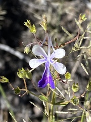 Trichostema arizonicum