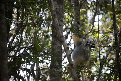 Propithecus diadema