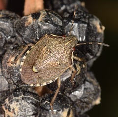 Holcostethus albipes