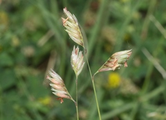 Bouteloua dactyloides