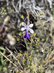 Trichostema arizonicum