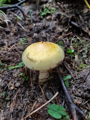 Hygrophorus lucorum