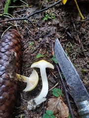 Hygrophorus lucorum