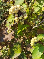 Symphoricarpos occidentalis