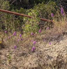Liatris punctata mucronata