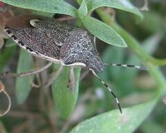 Holcostethus albipes