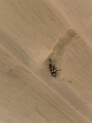 Eriopis connexa