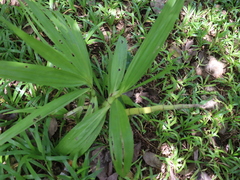 Cyrtopodium macrobulbon