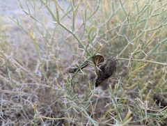 Vulpes vulpes arabica