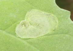 Pegomya