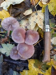 Mycena sororia