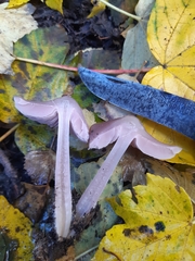 Mycena sororia
