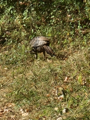 Meleagris gallopavo