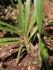 Cyrtopodium macrobulbon