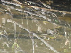Salmo trutta fario