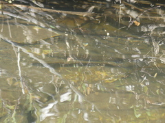 Salmo trutta fario