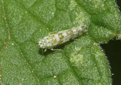Eupteryx melissae