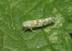 Eupteryx melissae