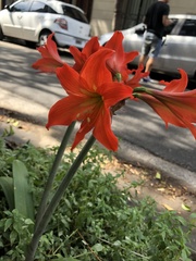 Hippeastrum