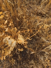 Lepidium perfoliatum