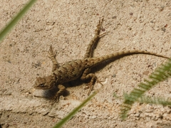 Sceloporus clarkii