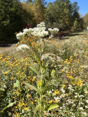 Eupatorium altissimum