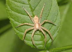 Philodromus