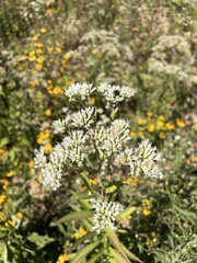 Eupatorium altissimum